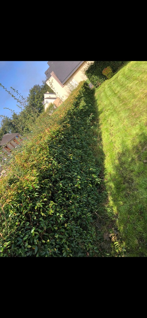Avant : Taille de haie - Mayenne