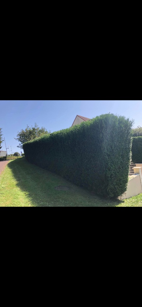 Taille de haie de thuyas - Flers