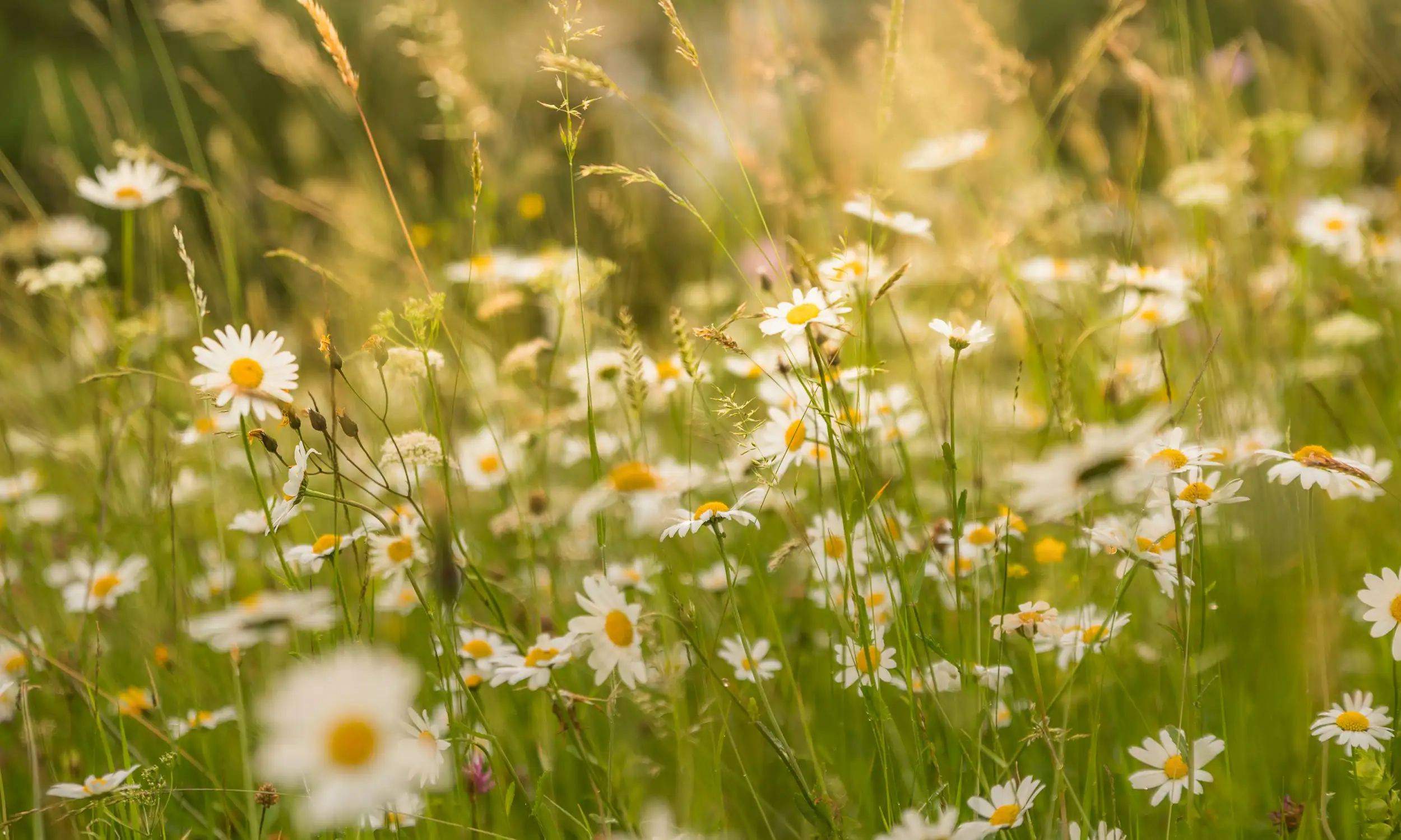 Meadow of wild daisies in soft summer light