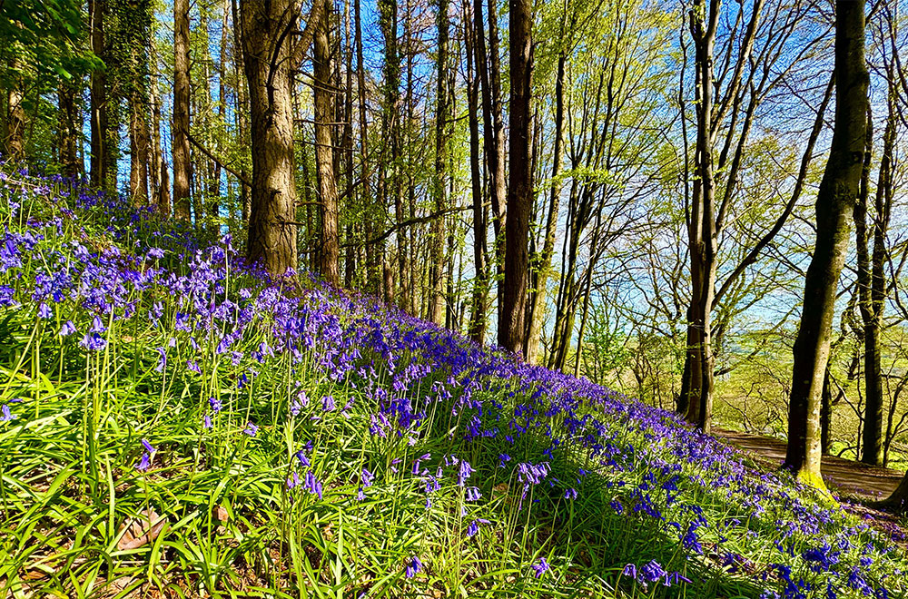 Bluebells in Dorset