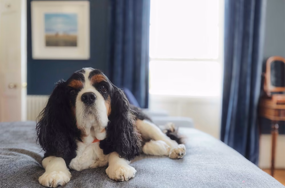 Dorset House B&B in Lyme Regis