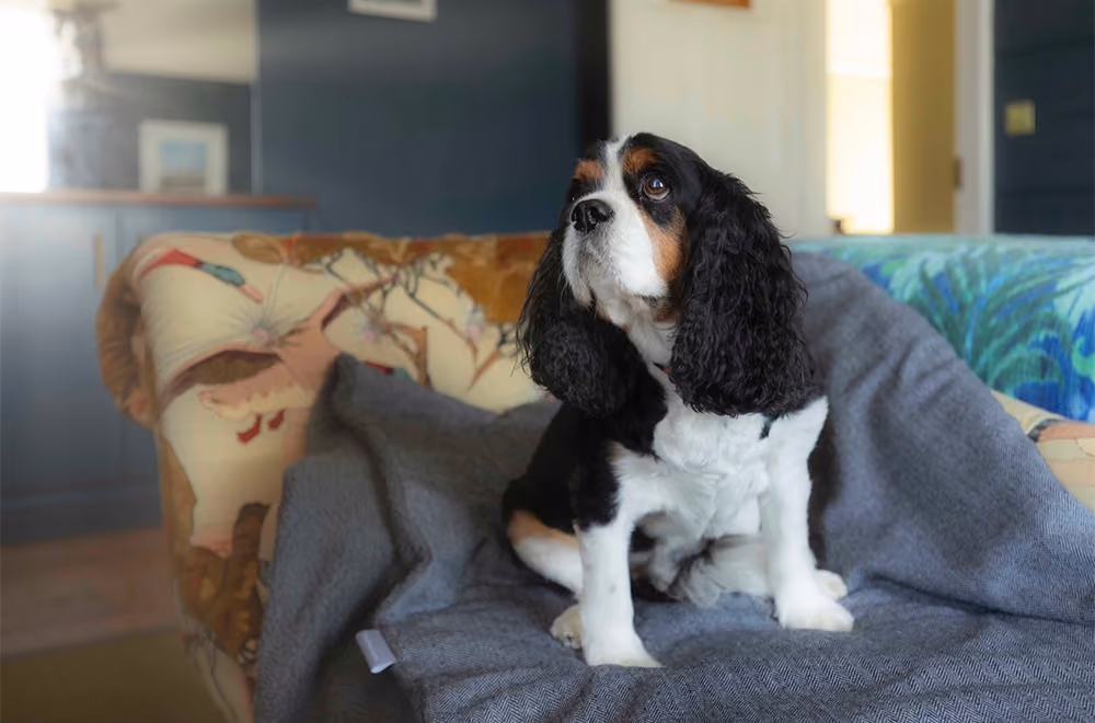 Dorset House B&B in Lyme Regis