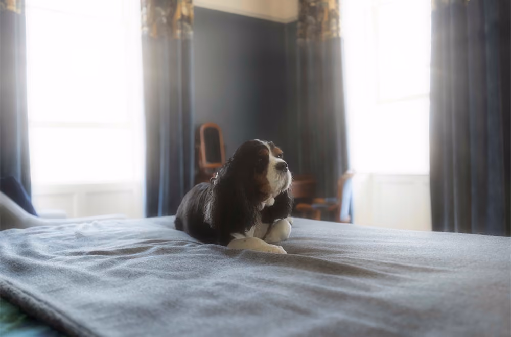 Dorset House B&B in Lyme Regis
