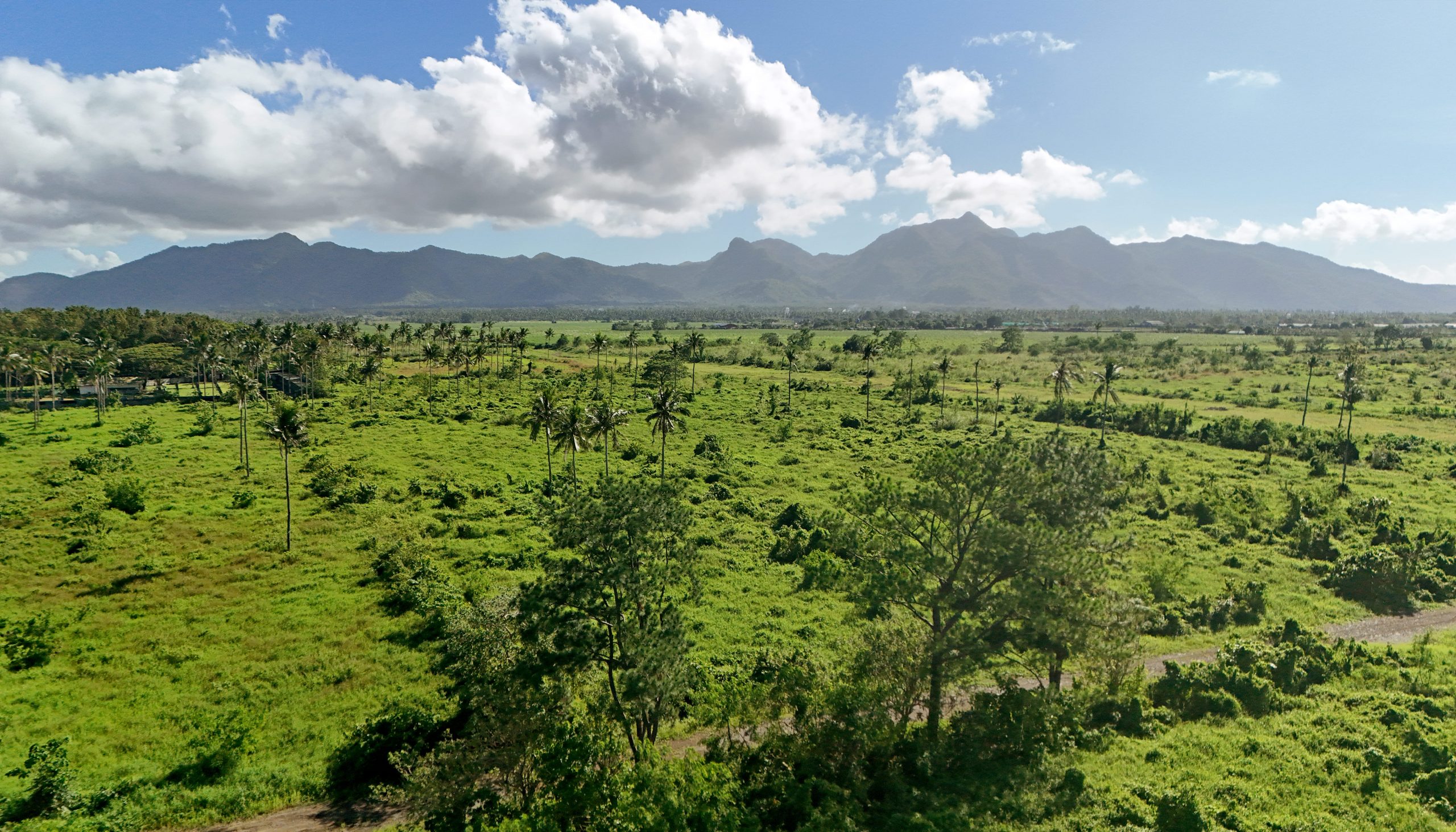 Green open field with sparse palm trees and mountains under a blue sky with scattered clouds.