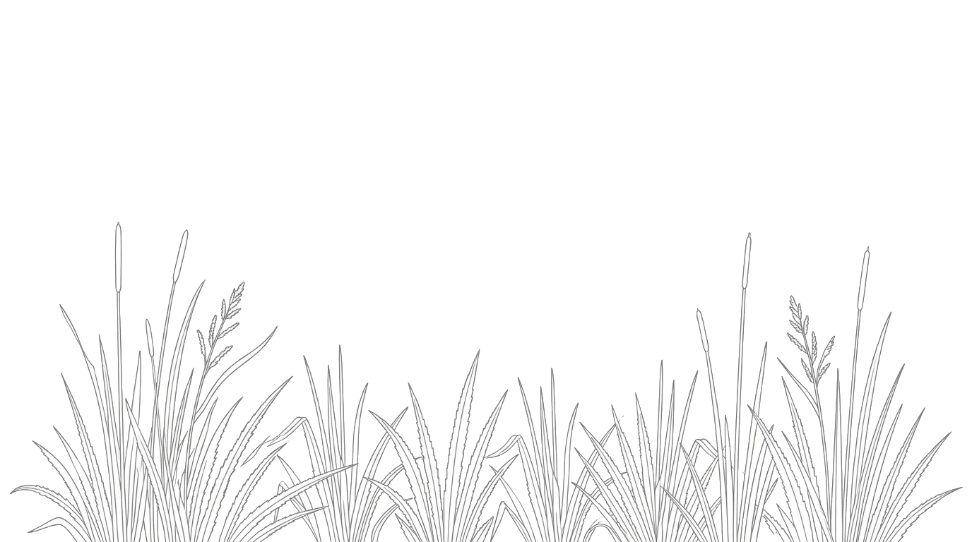Sawgrass reeds in Northeast Florida