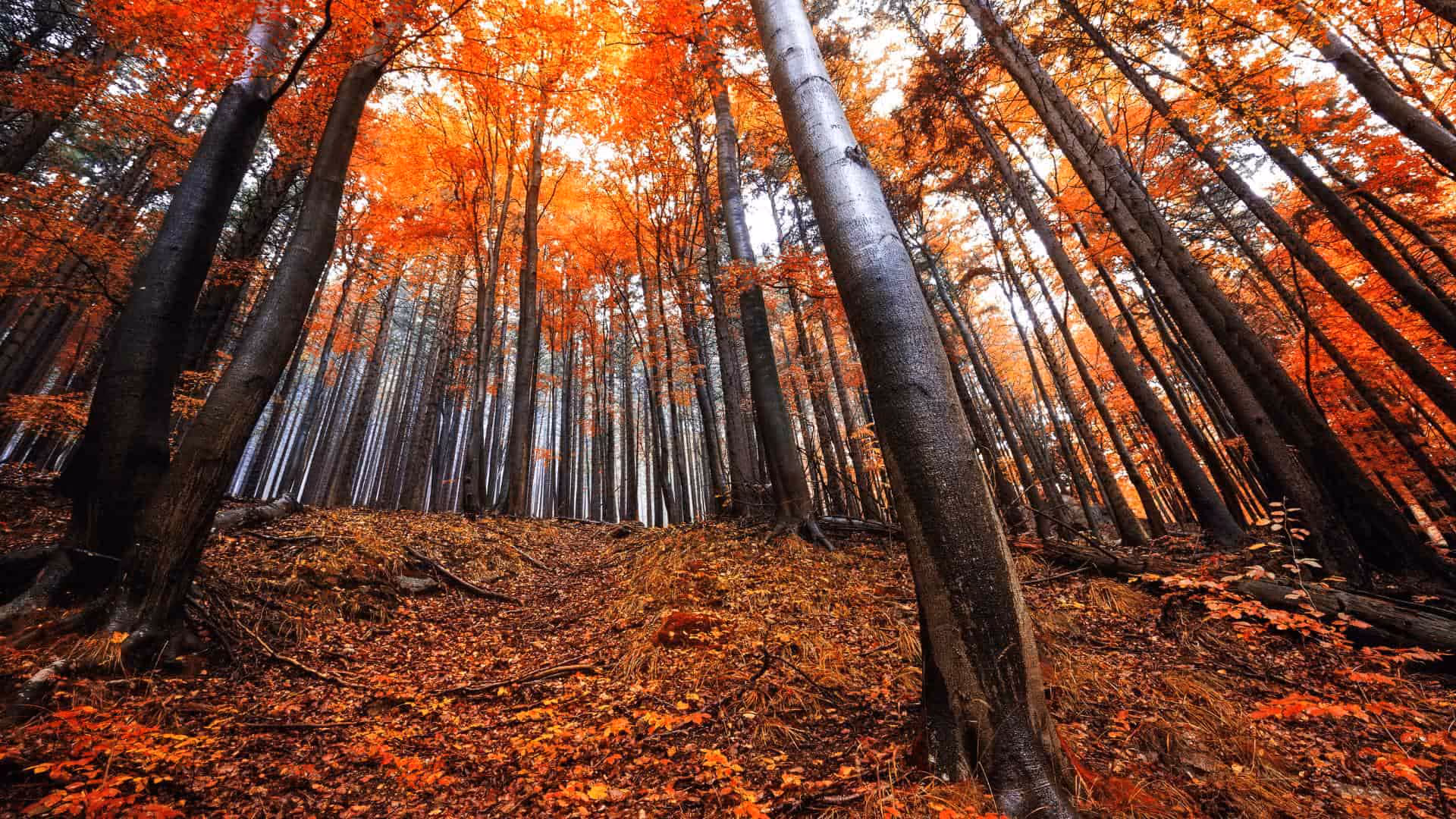 Herbstwald mit rot gefärbten Bäumen und Laub am Boden im Harz