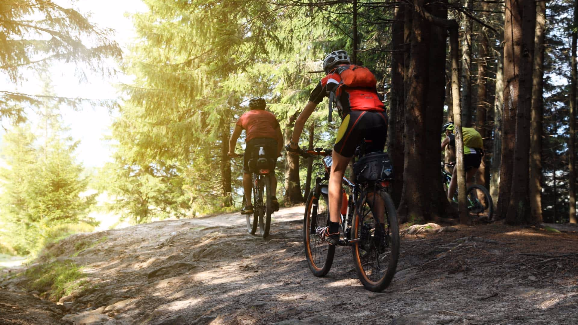 Drei Mountainbiker fahren einen sonnigen Waldweg durch die Wälder des Harzes hinauf