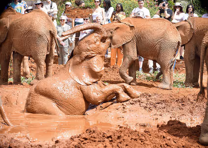 Elephants on an African safari in Kenya