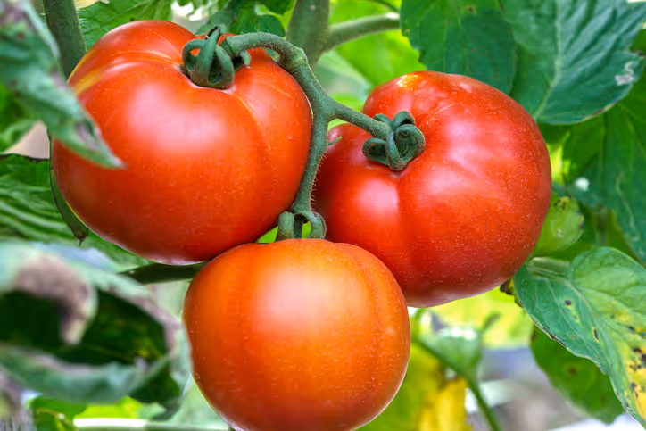 Hydrating summer fruits and vegetables rich in water and nutrients