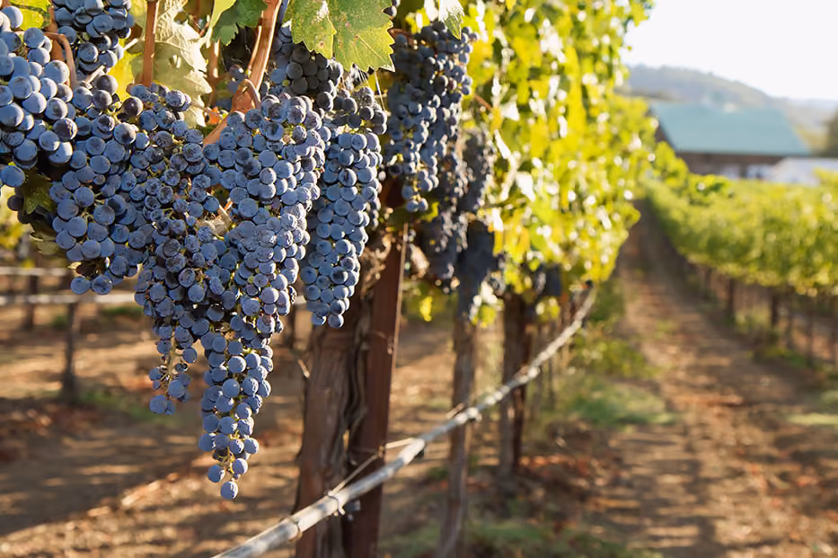 Clusters of ripe purple grapes hanging on vine rows in a sunlit vineyard.