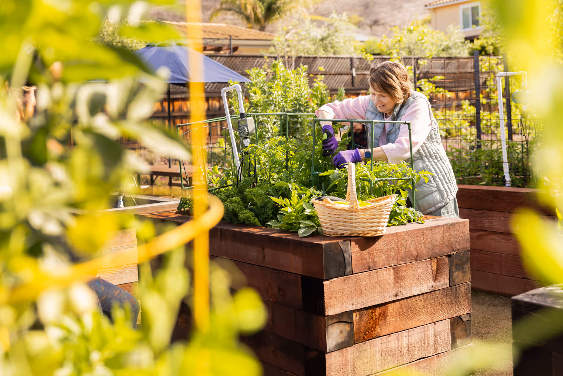 Woman wearing gloves harvesting leafy greens from a raised wooden garden bed with basket nearby.
