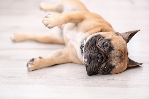 Pet patient at Pequot Lakes Animal Hospital in Pequot Lakes