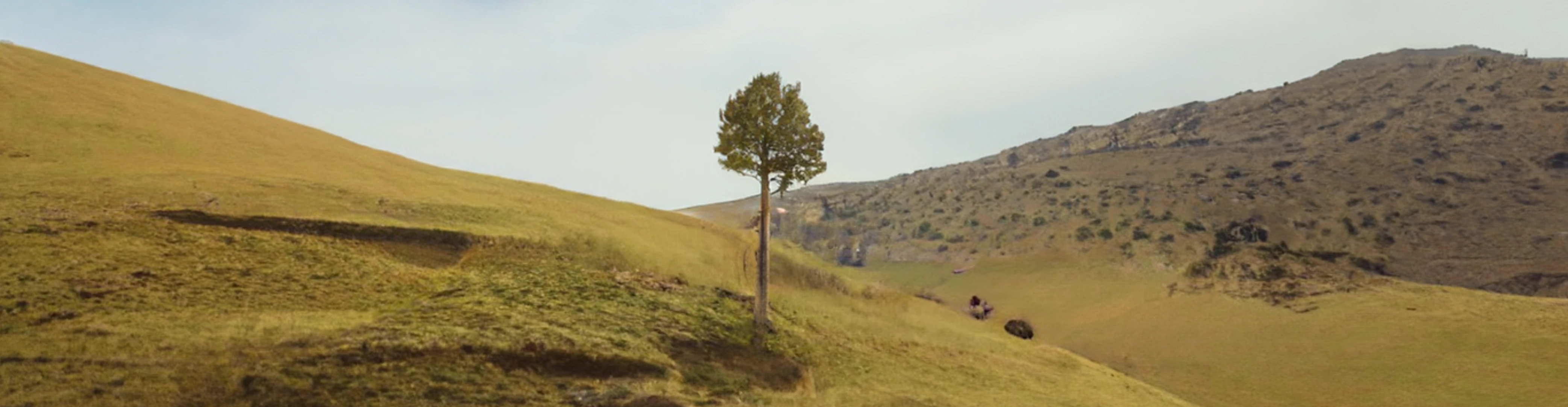 Single tree with green foliage on a grassy hill under a bright sky with distant hills.