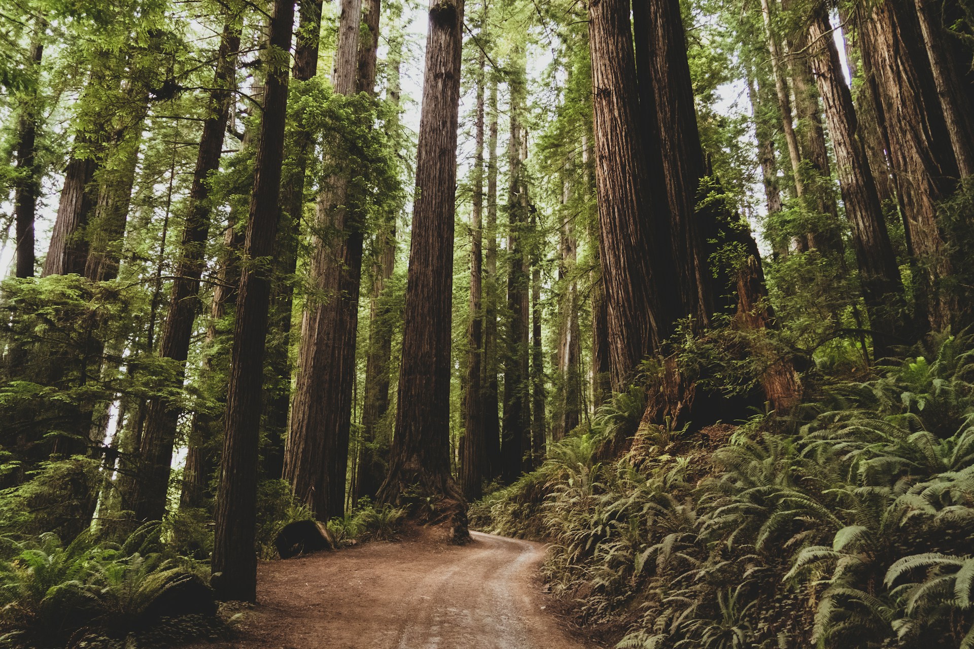 Avenue of the Giants in Humboldt County, CA