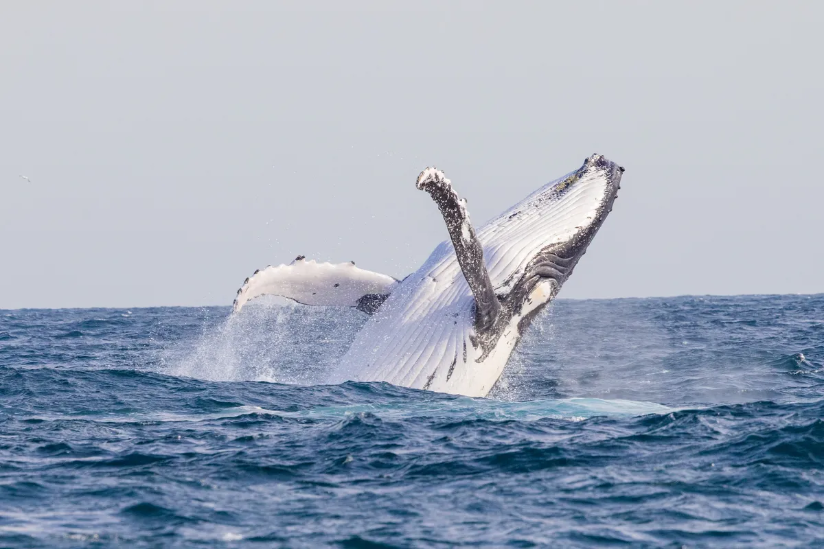 Whale Watching Cruise