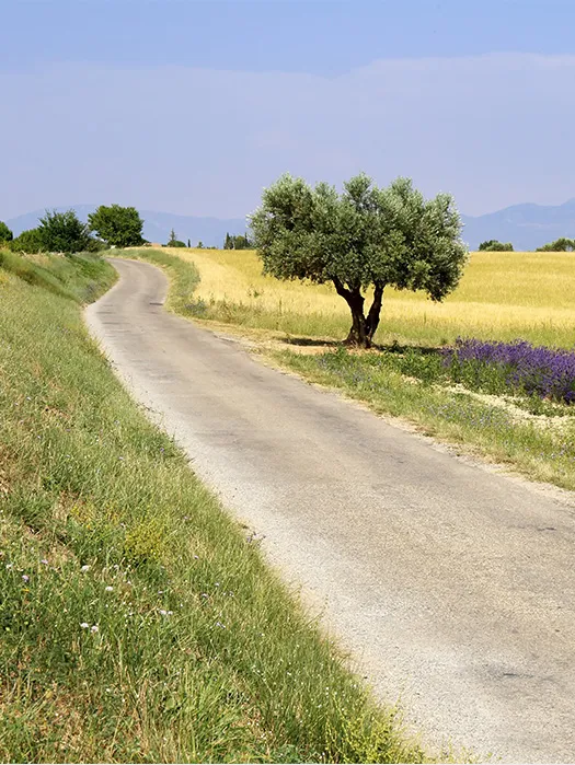 Provence — Day 2: Vaison-la-Romaine to Bédoin
