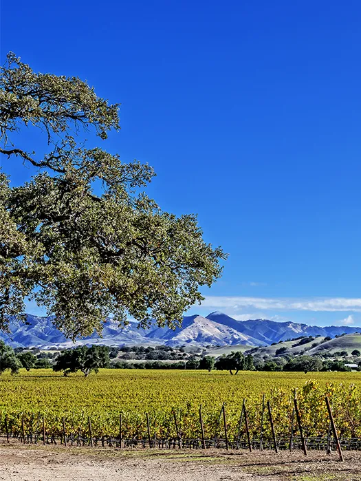 Santa Barbara Wine Country — Day 4: Solvang Loop