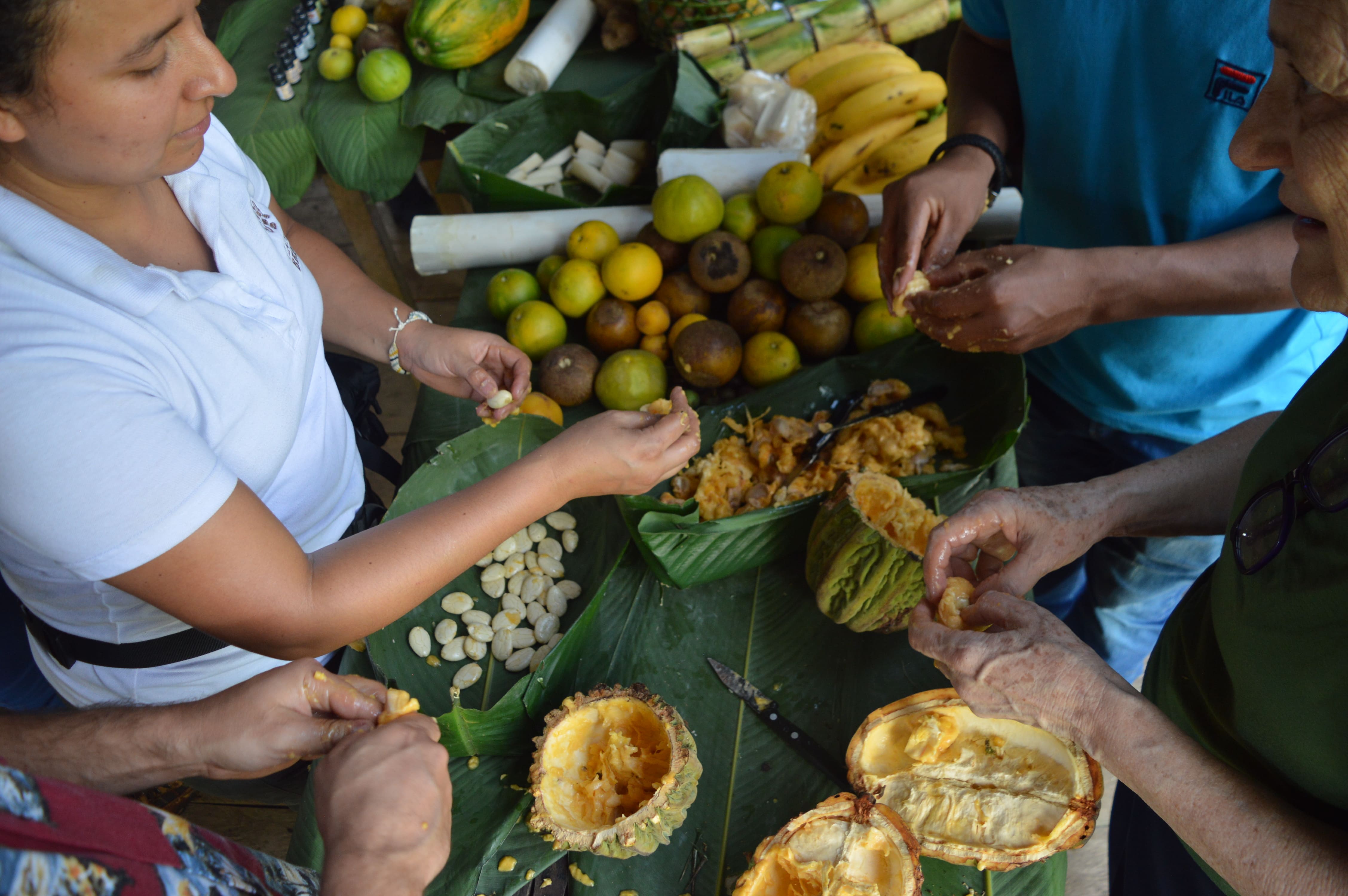 Amazonian macambo preparation process for Canopy Bridge, showing people peeling and sharing fresh cacao-family fruit over tropical leaves with native fruits and natural ingredients.