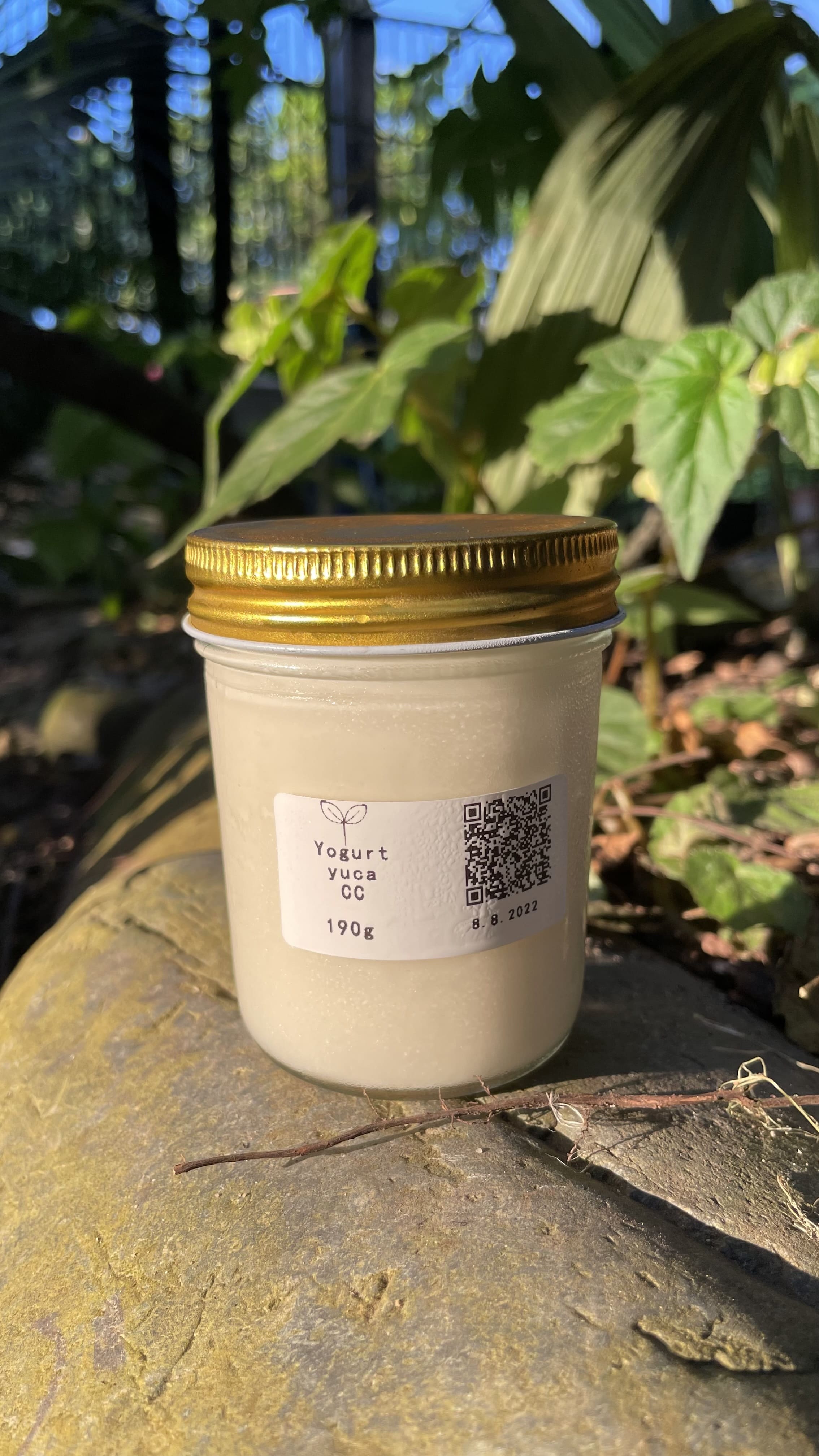 Natural product photography of Canopy Bridge yuca yogurt, showing a glass jar with golden lid placed among tropical plants and warm sunlight.