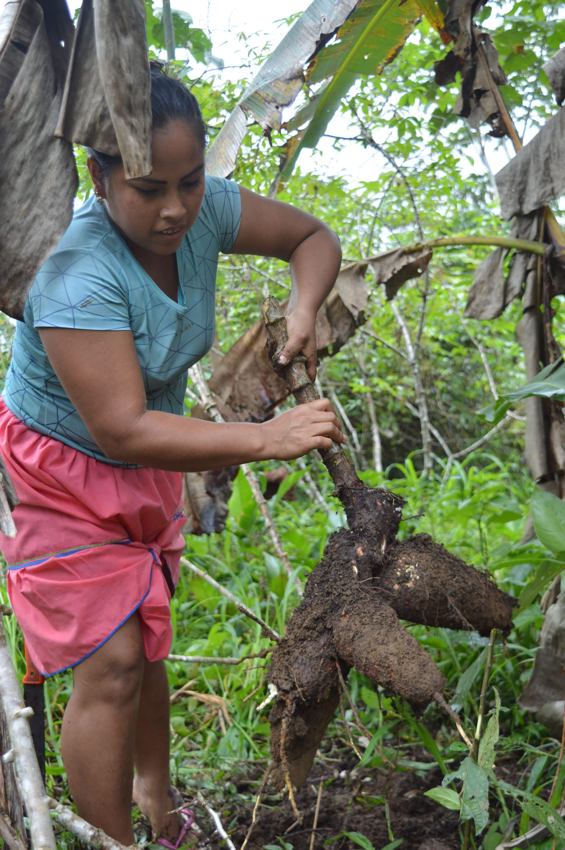 Yuca harvest in the Amazonian landscape for Canopy Bridge, showing a woman pulling fresh cassava roots from the soil surrounded by dense tropical vegetation.
