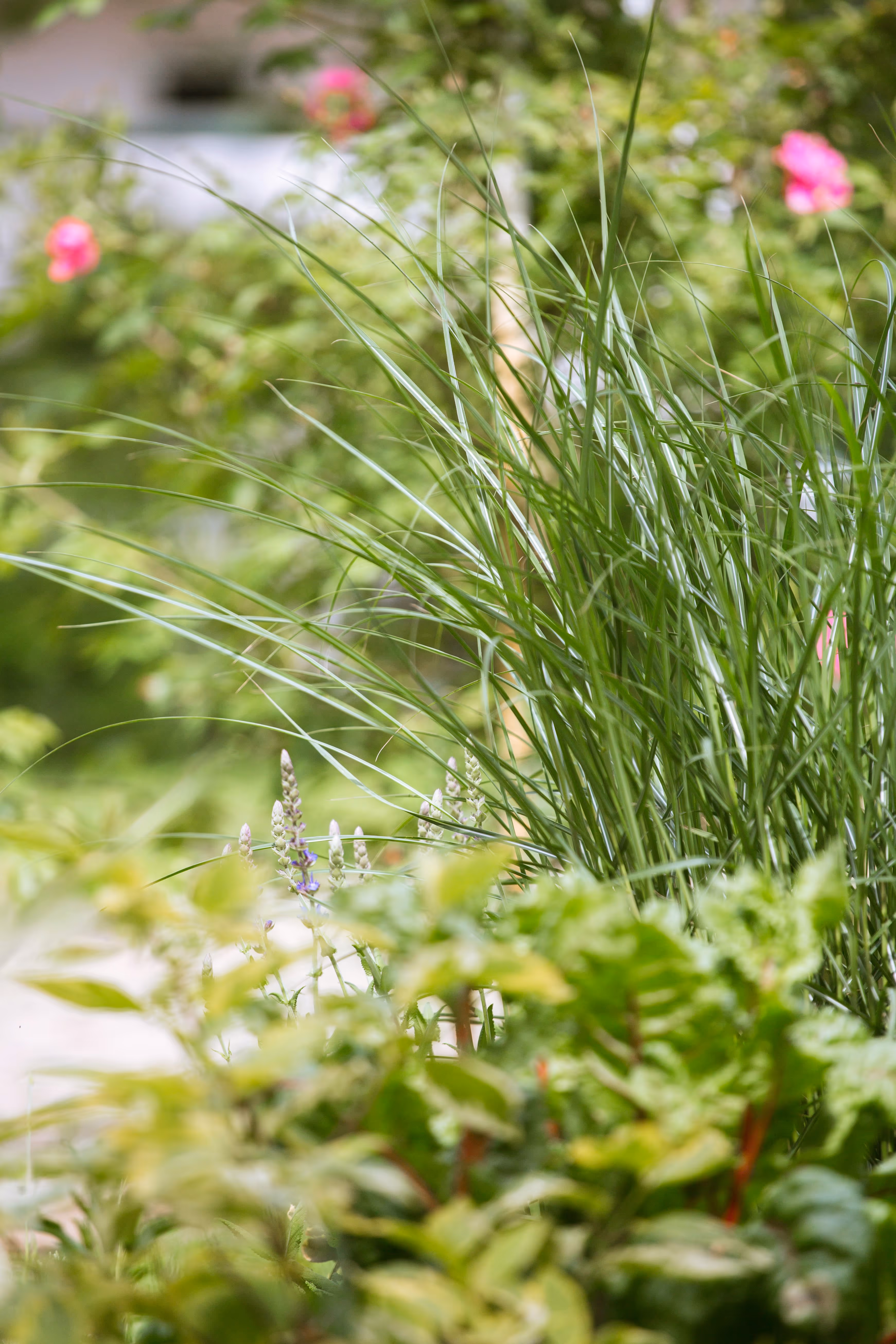 Low-maintenance courtyard-style garden designed by StudioTeli