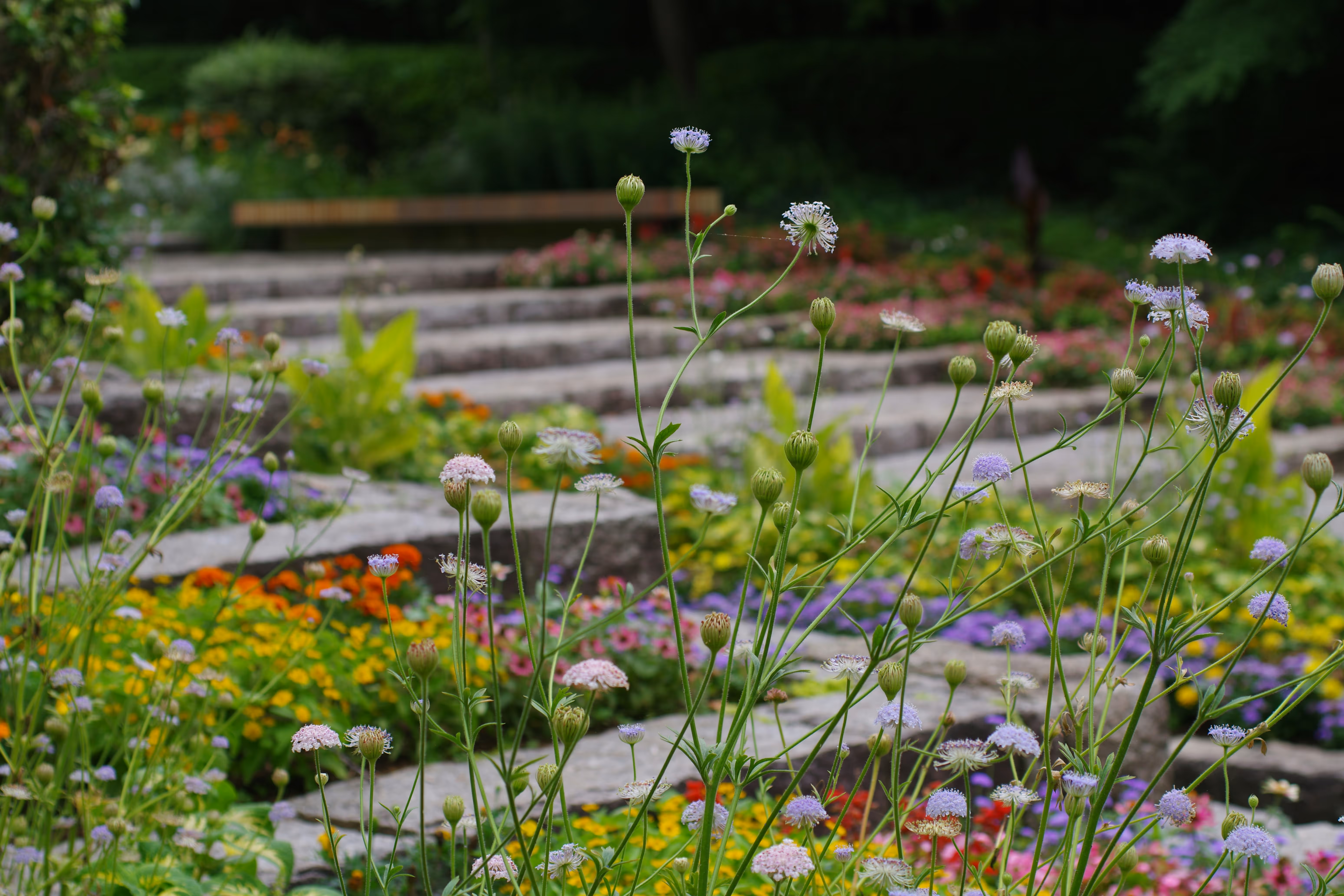 Low-maintenance courtyard-style garden designed by StudioTeli