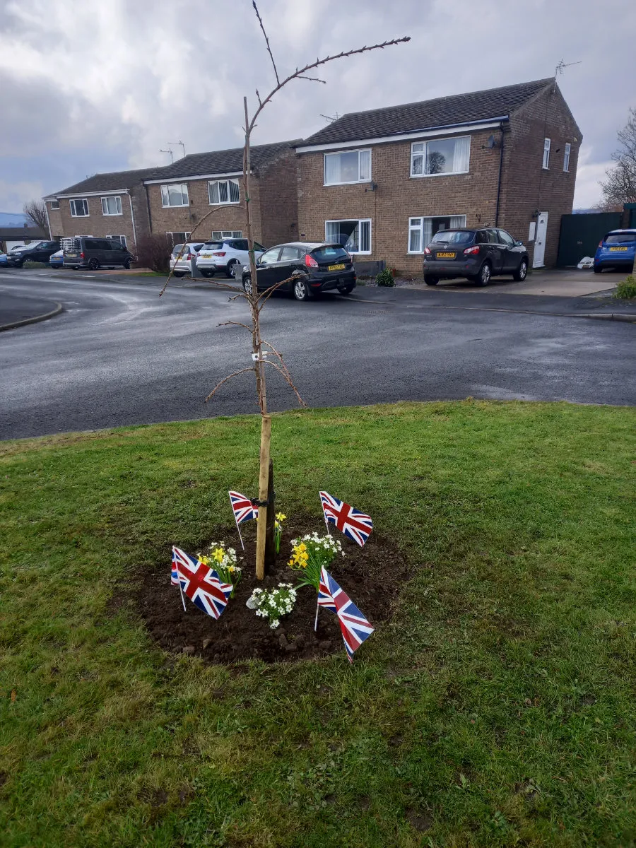2 cherry trees on a green area in High Riggs to celebrate the Queen's Platinum Jubilee.