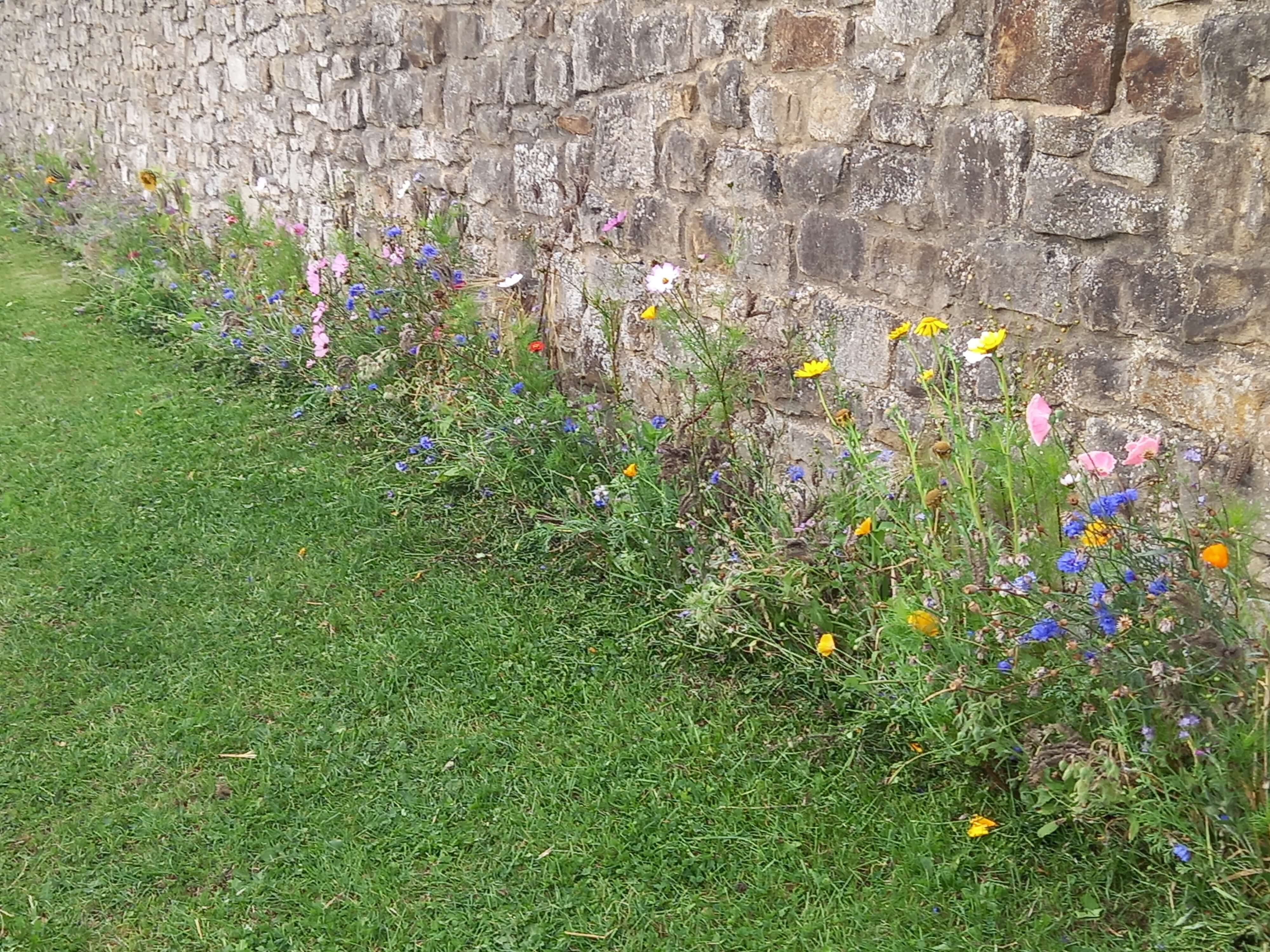 some wildflowers along the side of the gardens