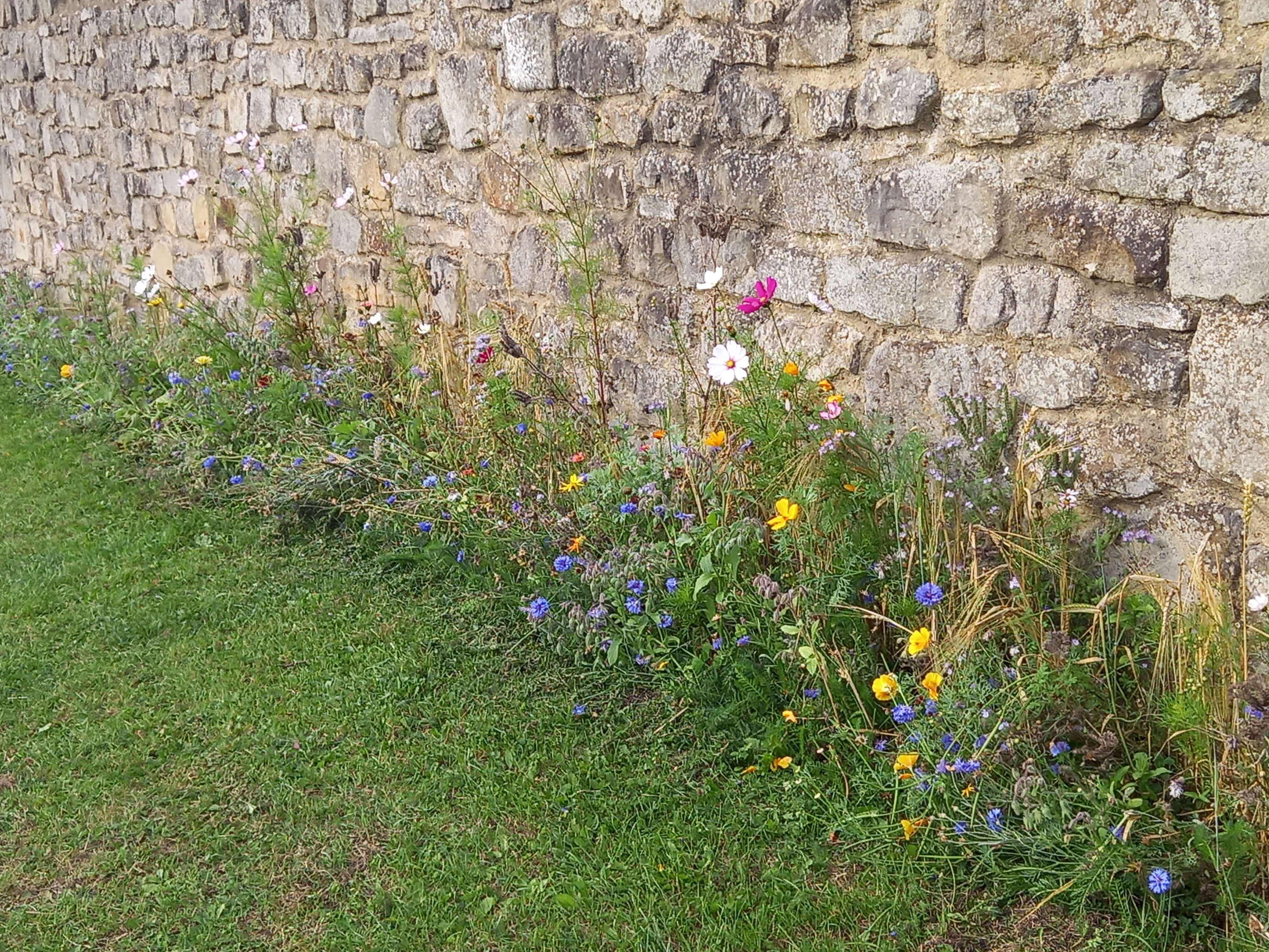 some wildflowers along the side of the gardens