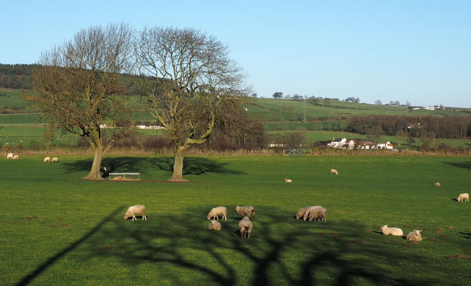 field in Marwood with sheep