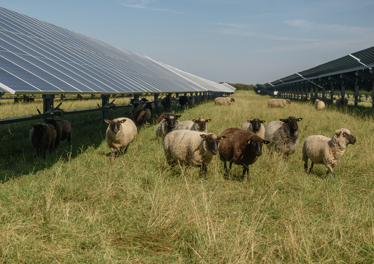 Sheep grazing in a pasture beside rows of ground-mounted solar panels.