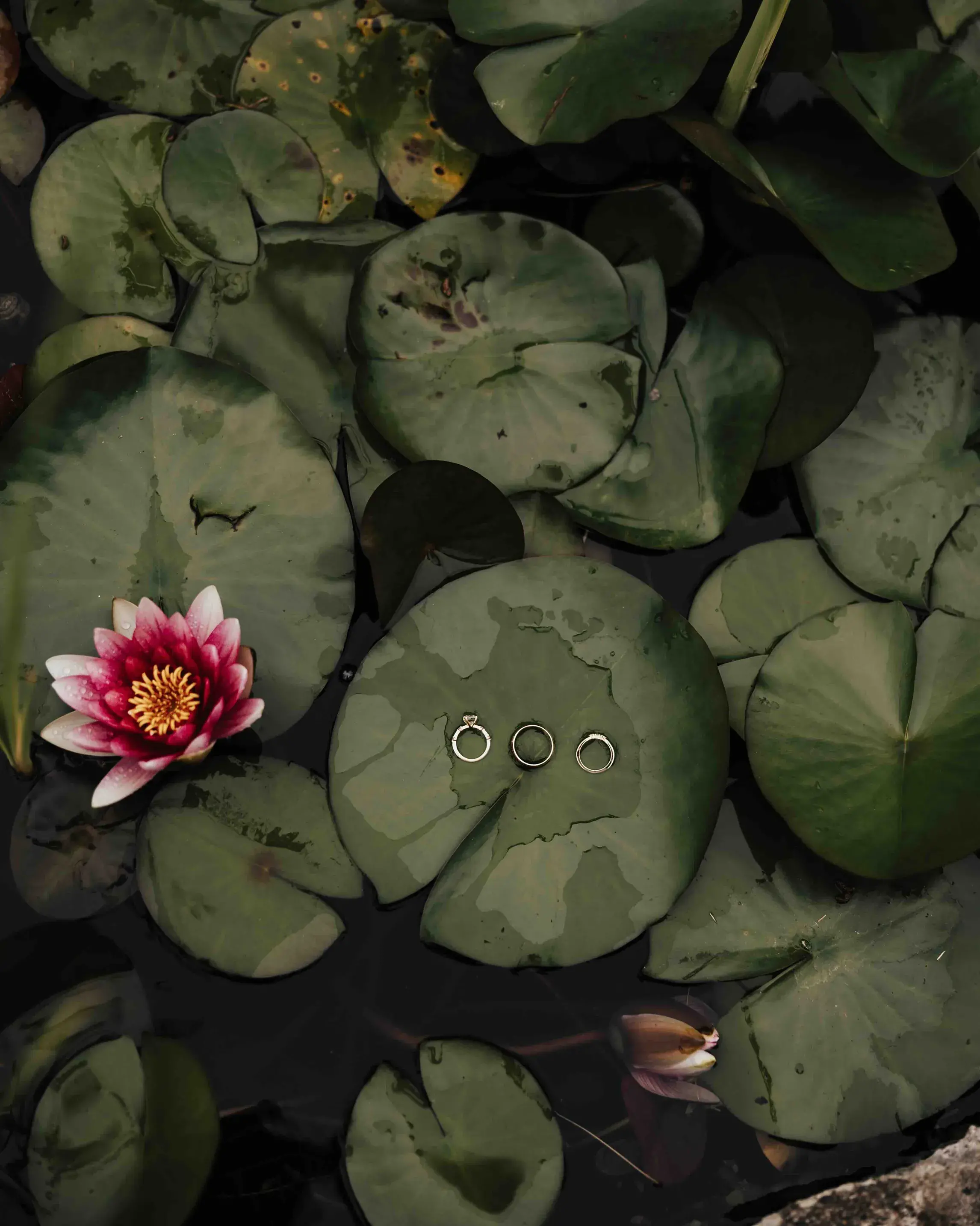 Wedding rings resting on lily pads beside a blooming water lily, photographed in Danvers, Massachusetts, near Boston.