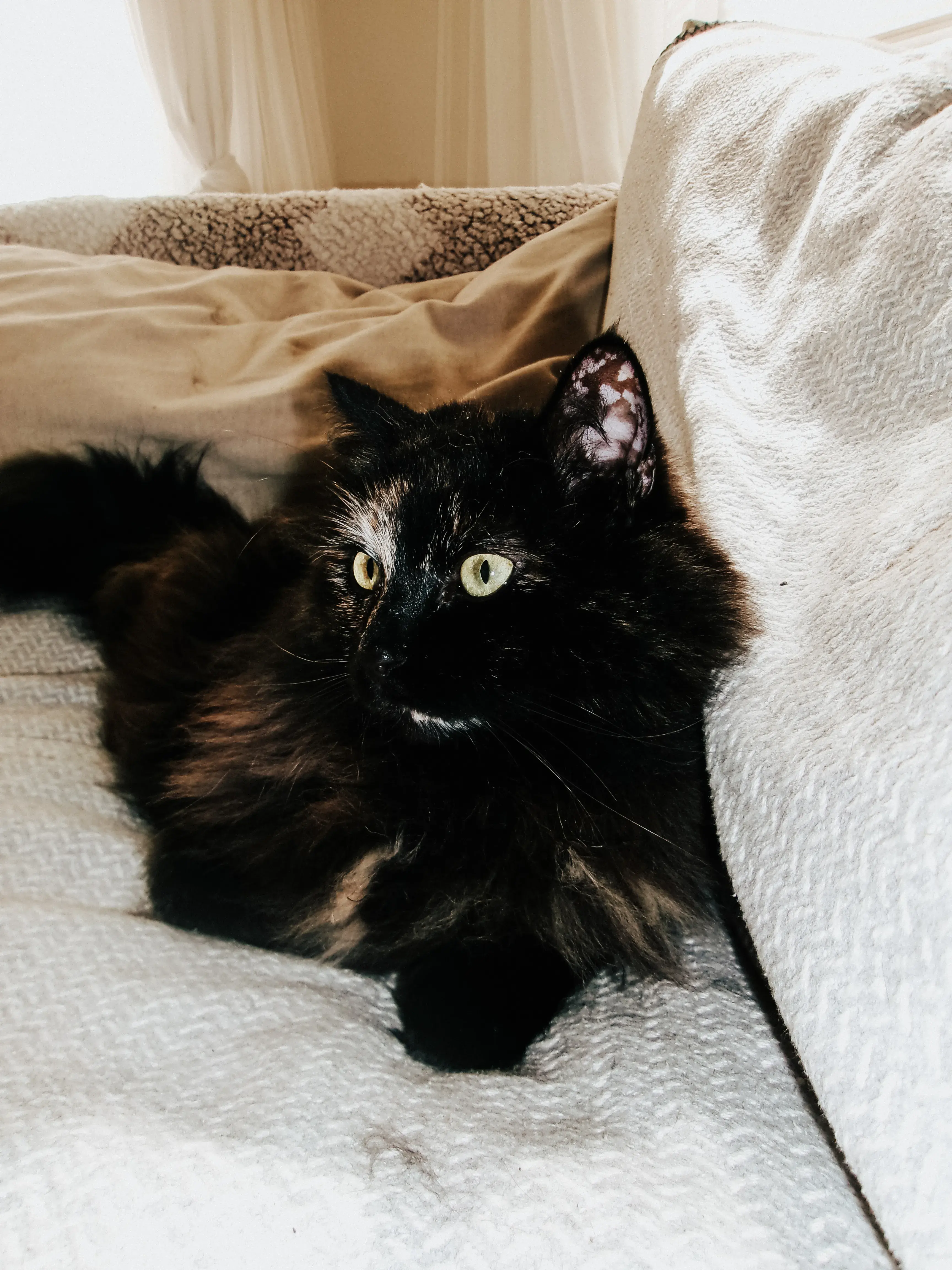 Holly the black cat relaxing on a cozy couch at home, photographed by a New England photographer in soft natural light.