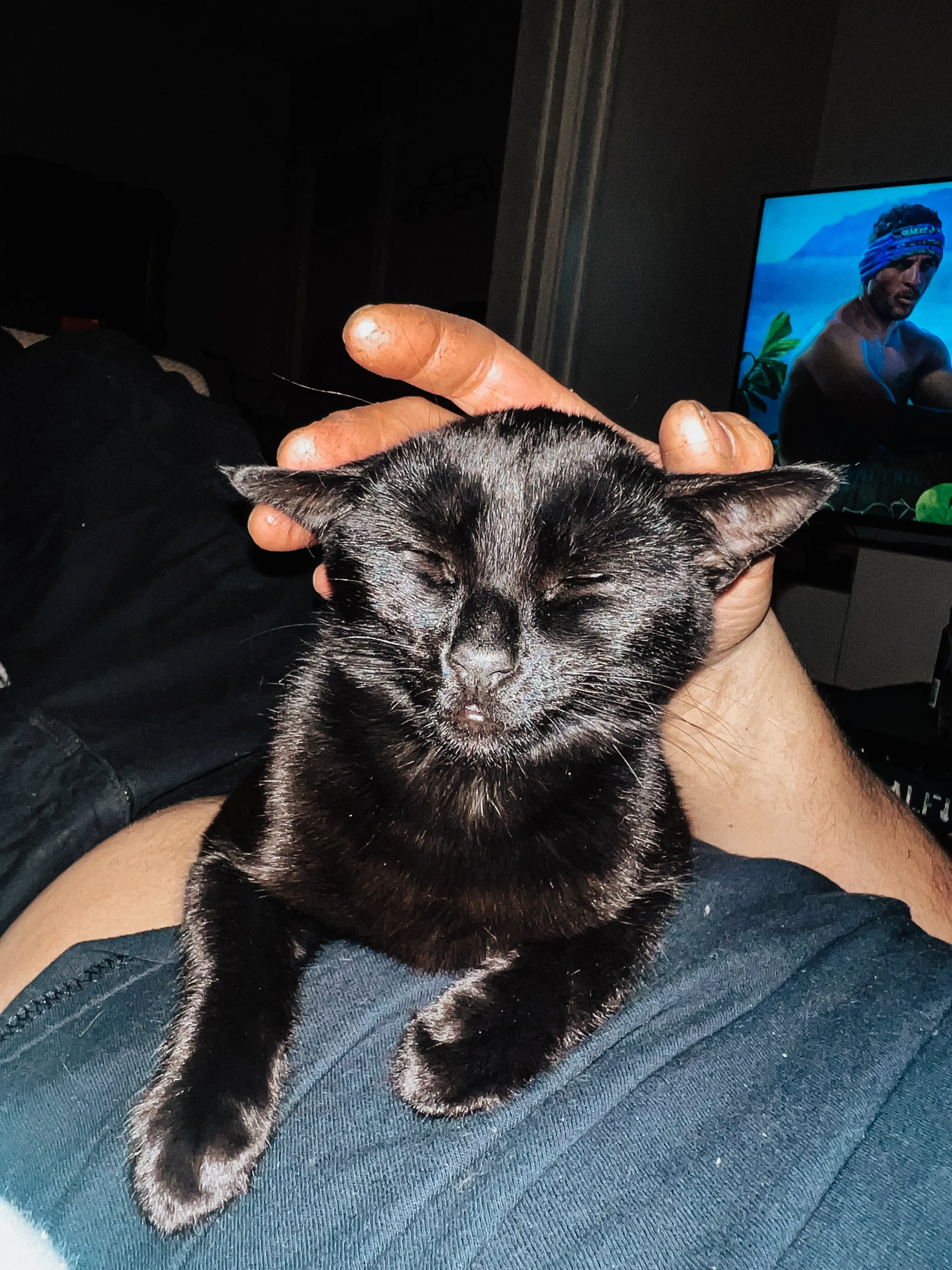 Clover the black cat relaxing on someone’s lap while being gently petted at home, photographed by a New England photographer.