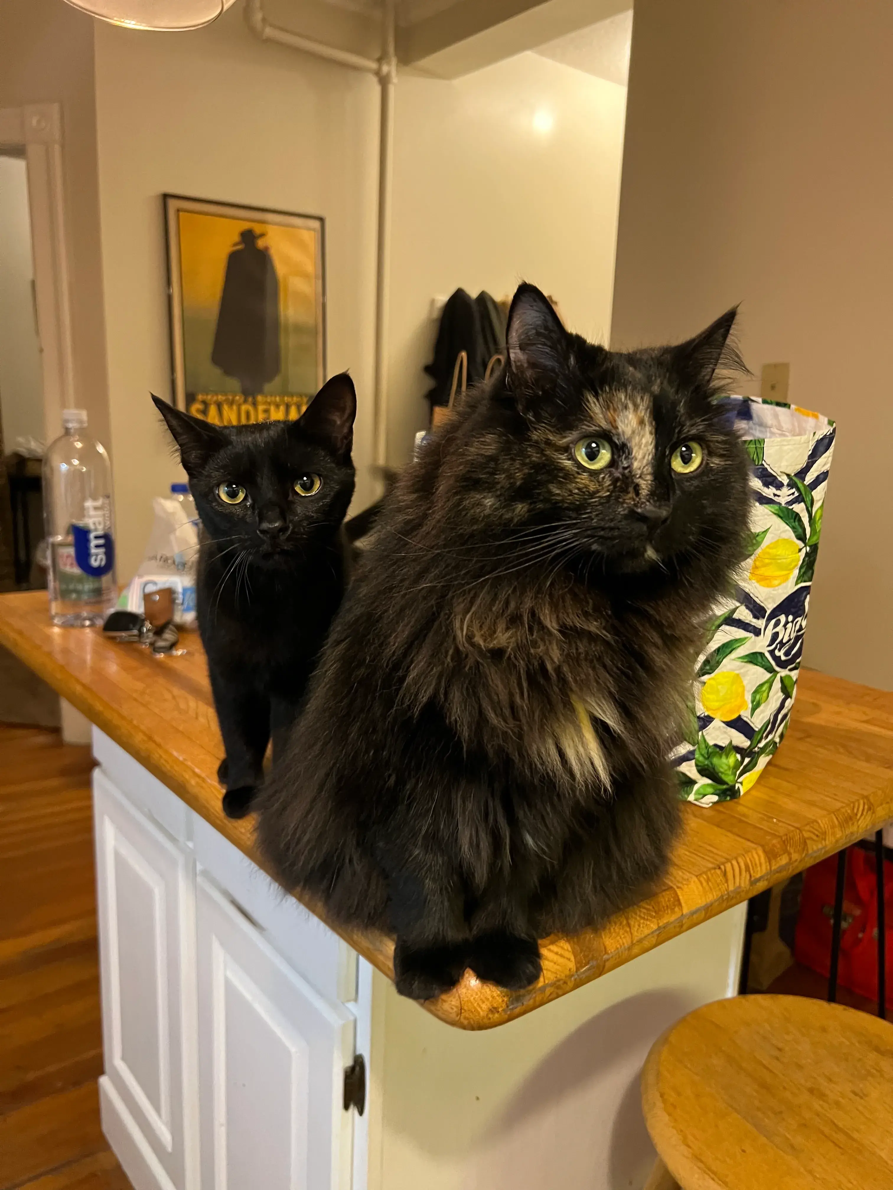 Two beloved cats relaxing together on a kitchen counter at home in Springfield, Massachusetts, capturing a sweet everyday moment for a proud cat mom.