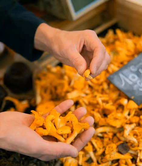Hands holding and selecting fresh orange chanterelle mushrooms at a market stall.