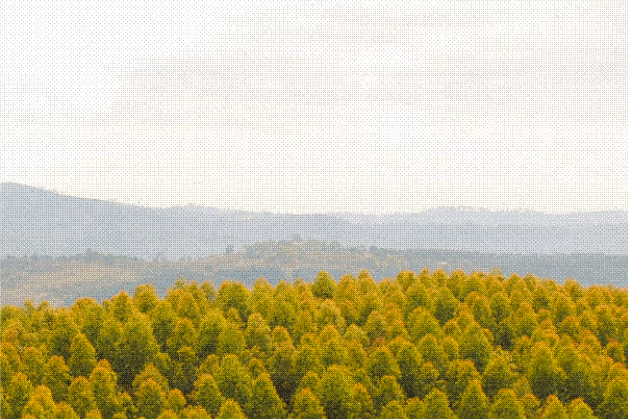 Aerial view of a dense green tree forest with hills in the background under a light sky.