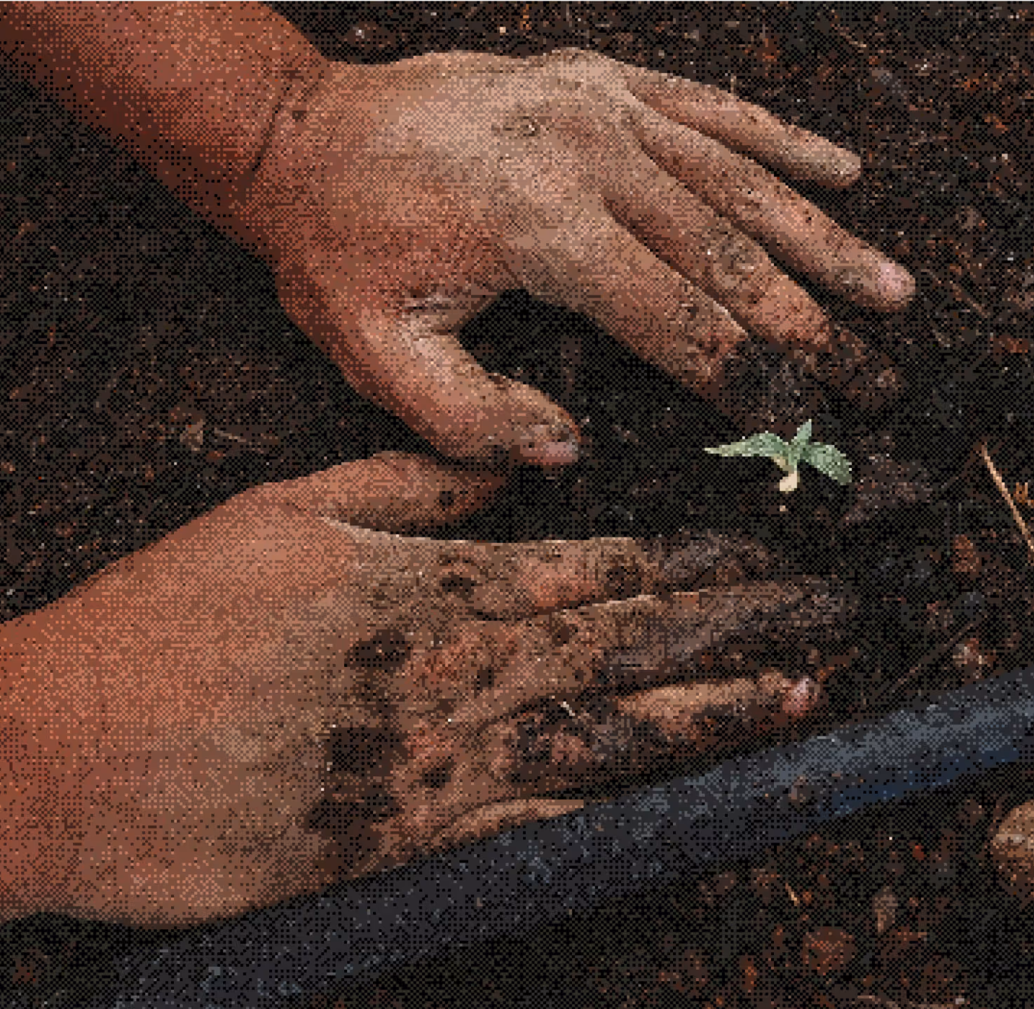 Two muddy hands gently tending a small green seedling growing in dark soil.