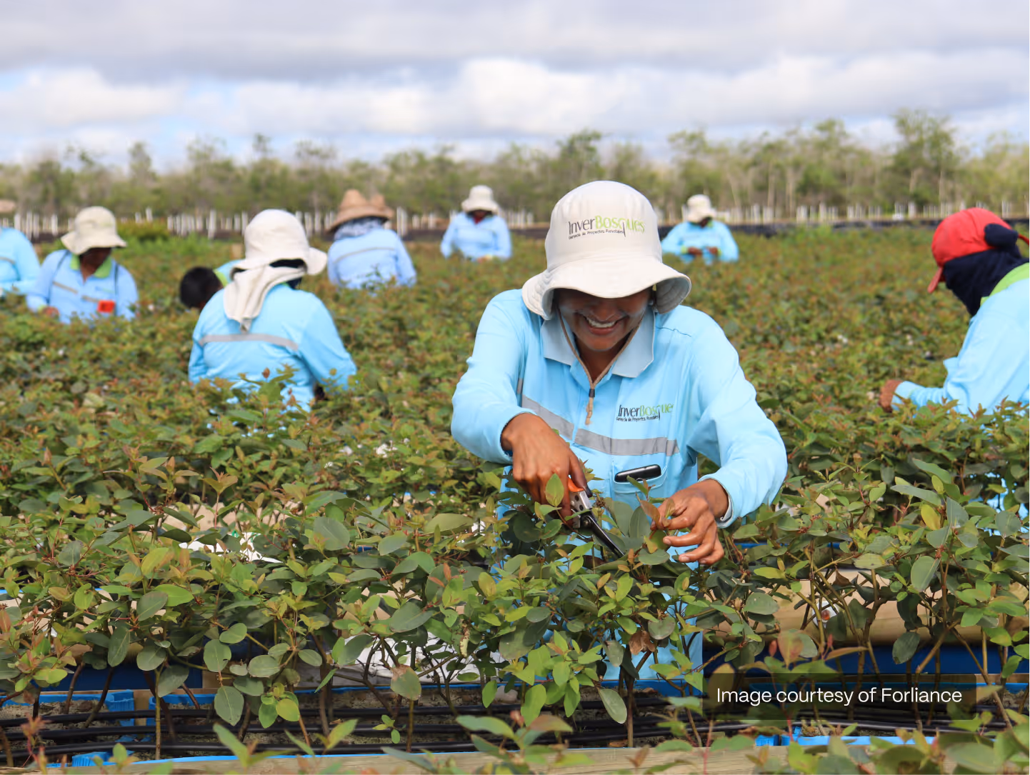 Workers in blue uniforms and hats pruning plants in a large nursery or farm field under cloudy sky.