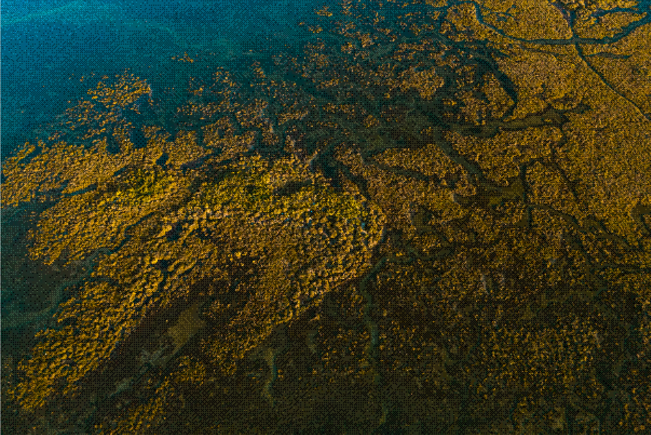 Aerial view of dense green forest with river channels and water bodies winding through.