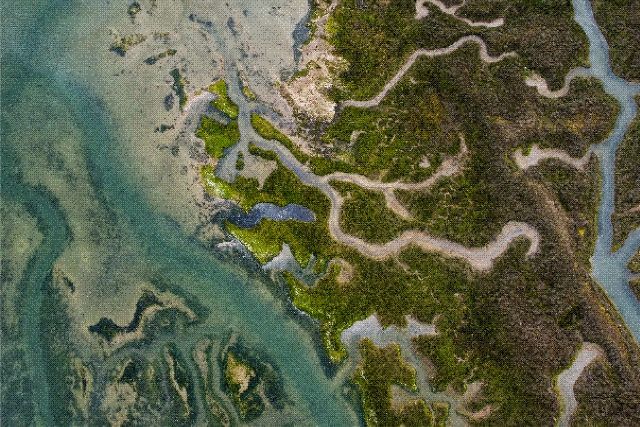 Aerial view of a coastal mangrove forest with winding waterways and green vegetation.
