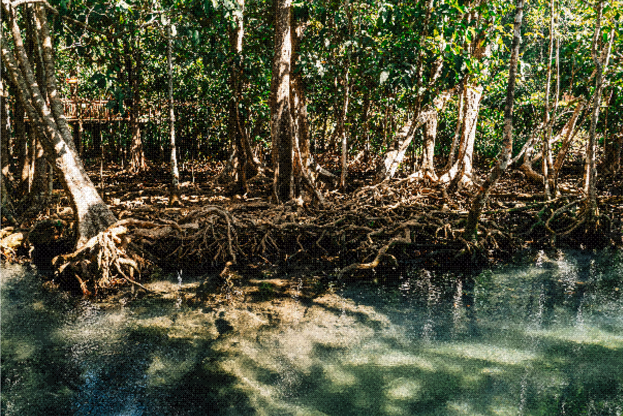 Mangrove trees with exposed roots along a calm, clear water body in a dense forest.