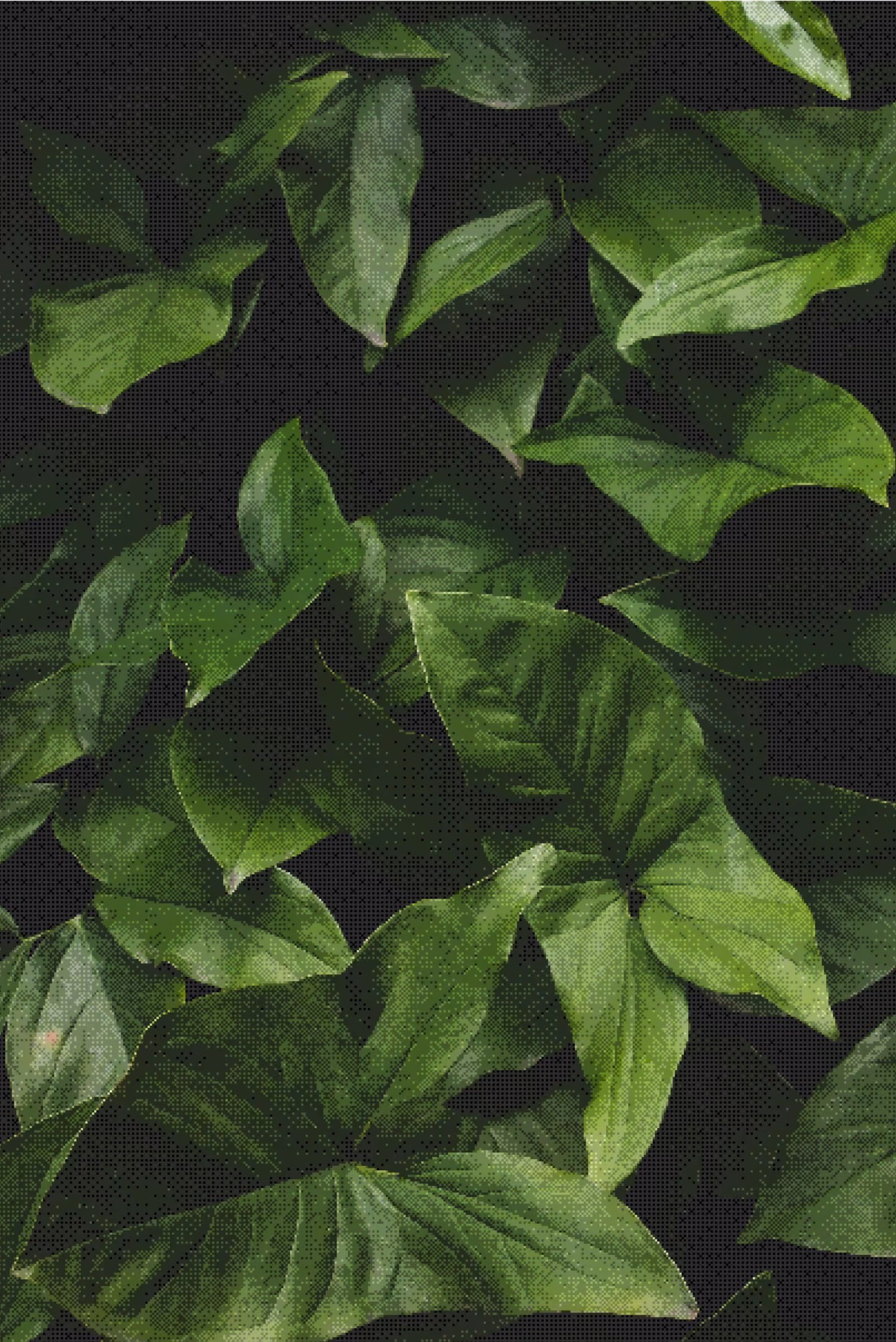 Close-up of overlapping green leaves with visible veins on a dark background.