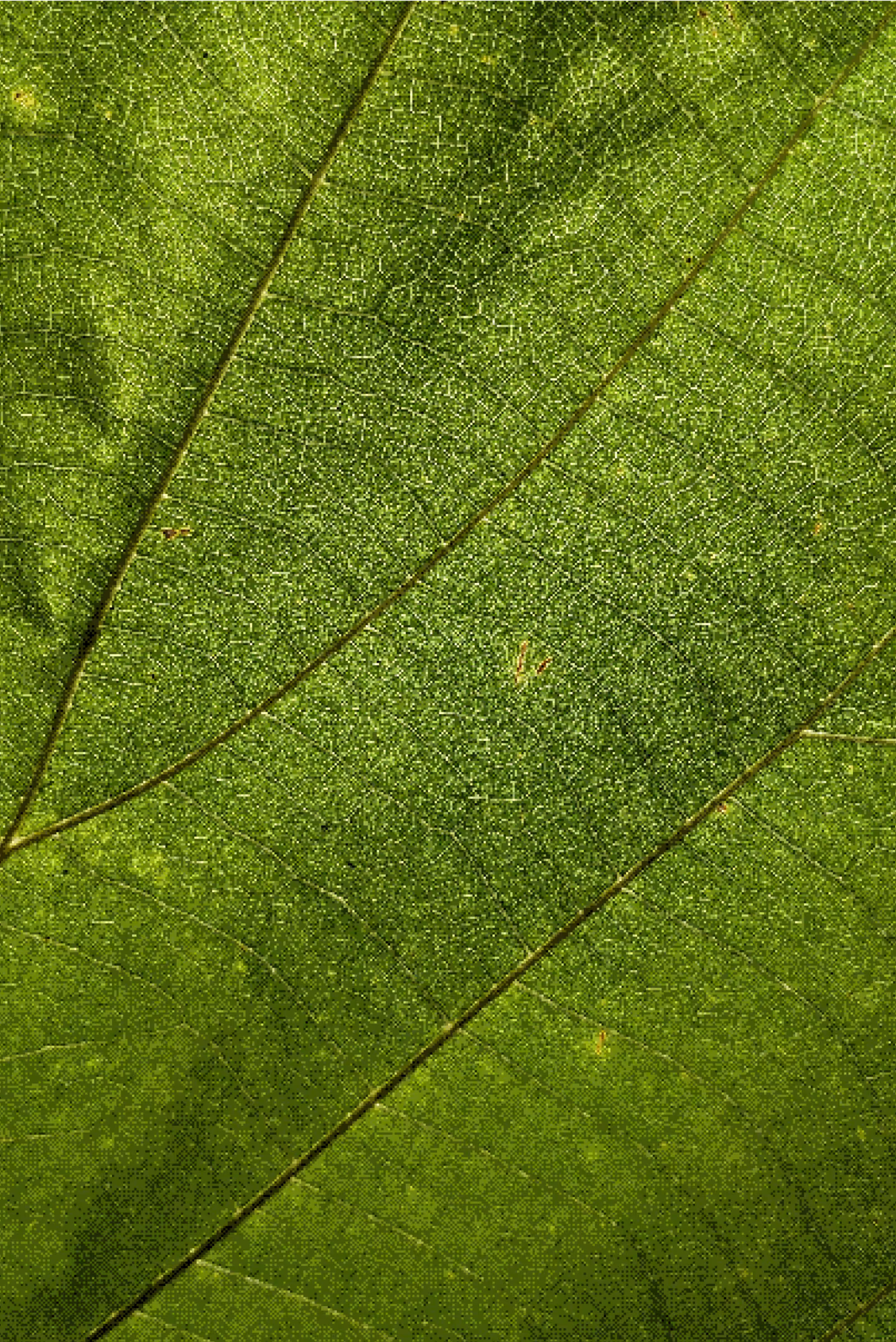 Close-up of a green leaf showing detailed veins and texture.