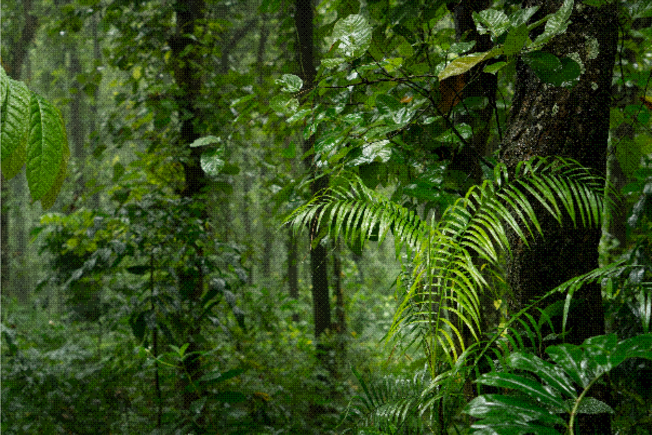 Dense green tropical rainforest with ferns and large trees covered in leaves.