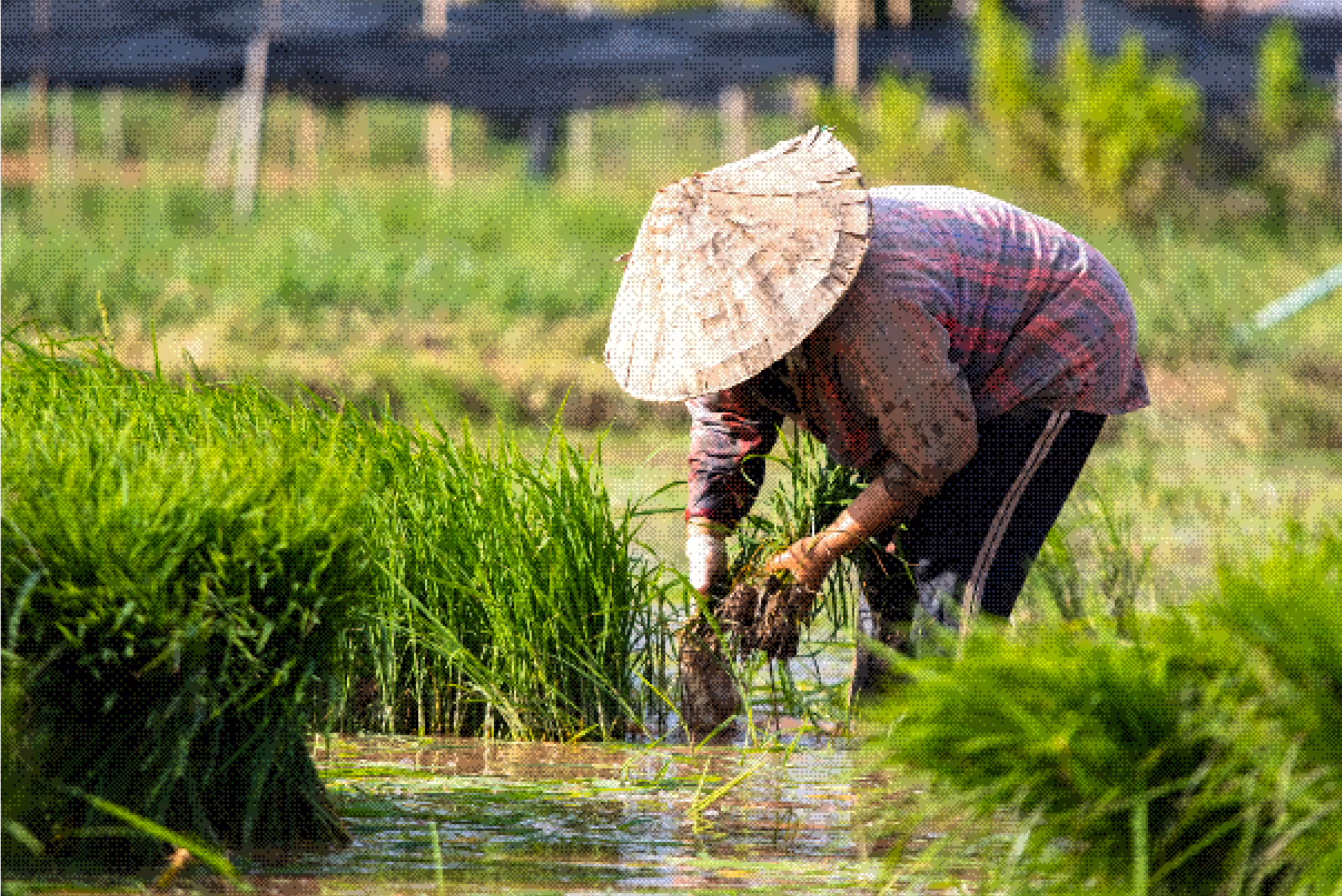 Person wearing a traditional hat bending over in a flooded paddy field planting rice seedlings.