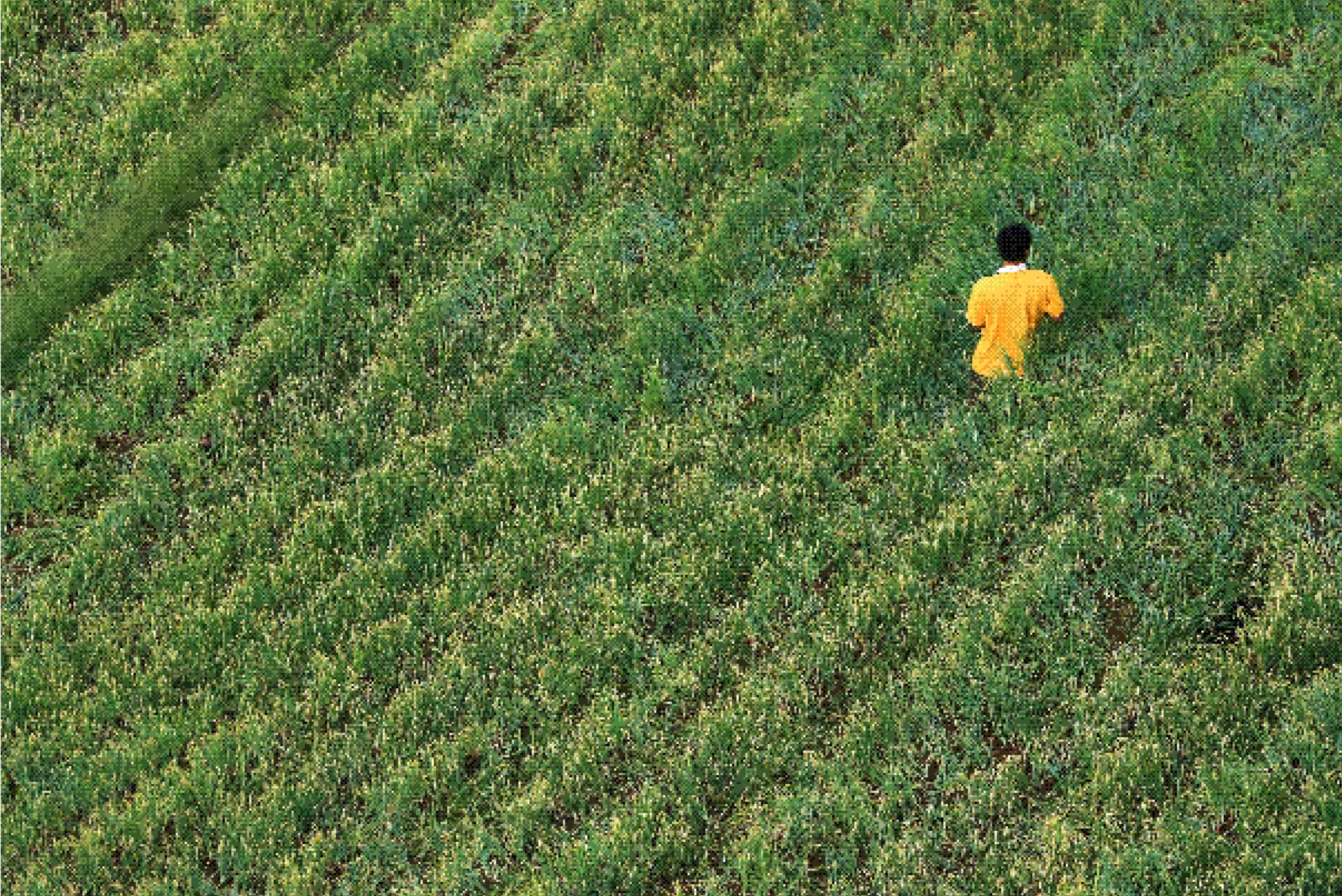 Person in yellow shirt standing alone in a large green field with rows of plants.