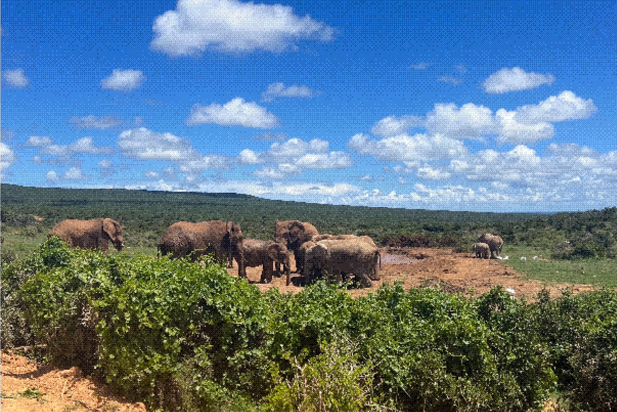 Herd of elephants near a waterhole under blue sky with scattered clouds in green savanna.
