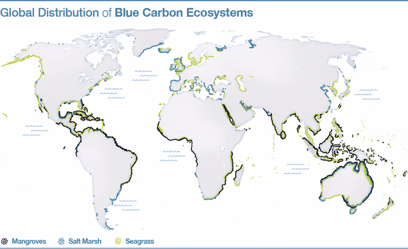 Map of the distribution of mangroves, salt marshes, and seagrasses around the world 