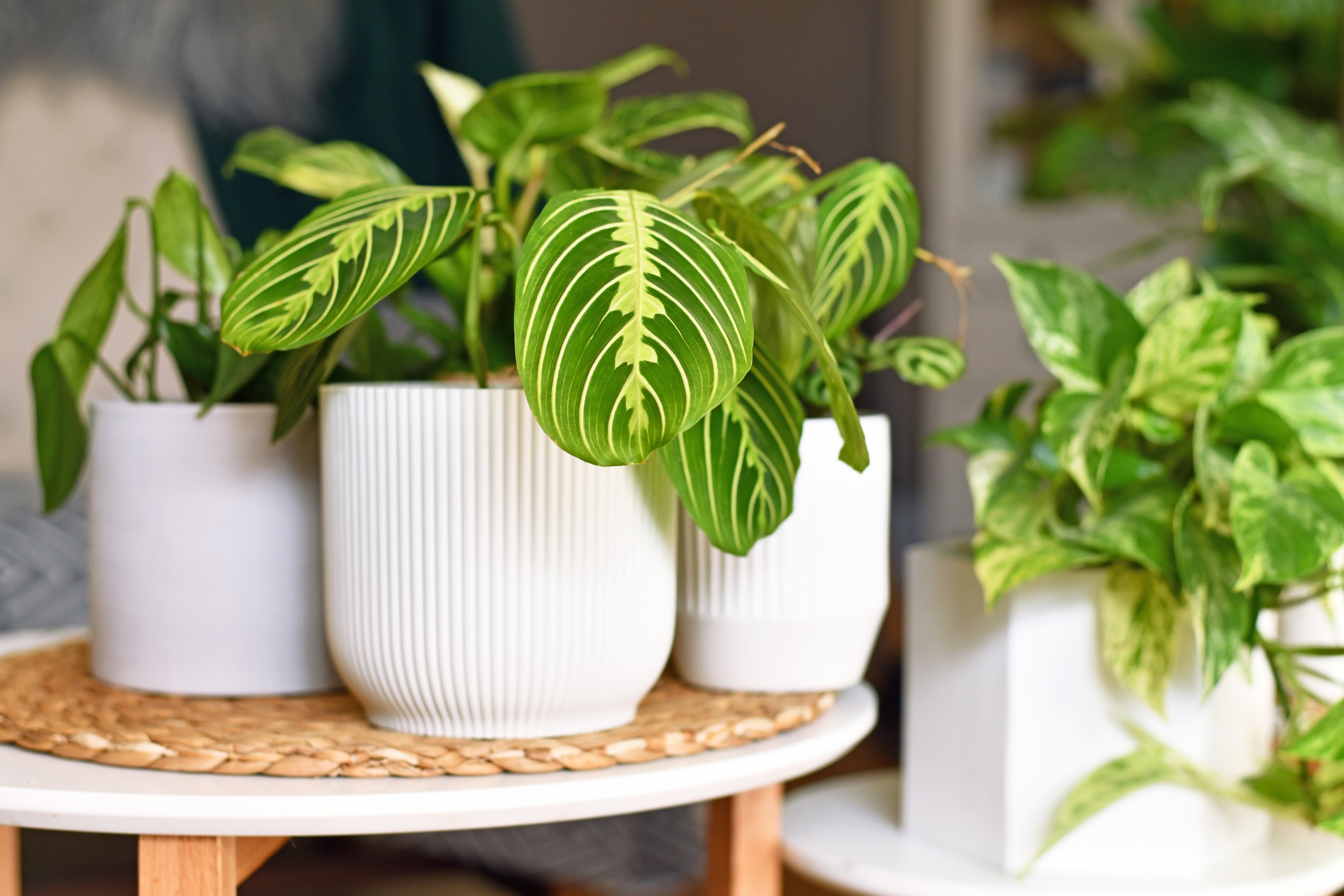 Plants stock photo